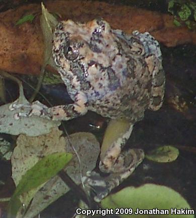 California Treefrog (Pseudacris cadaverina)