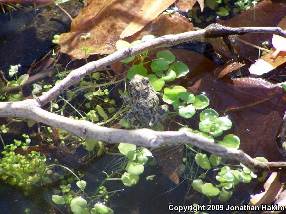 California Treefrog (Pseudacris cadaverina)