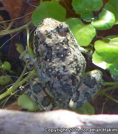 California Treefrog (Pseudacris cadaverina)