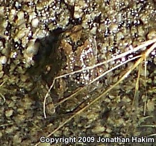 California Treefrog (Pseudacris cadaverina)