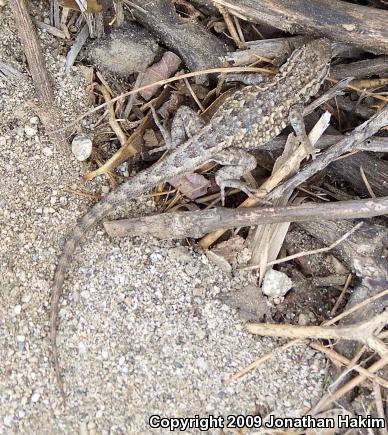 Western Side-blotched Lizard (Uta stansburiana elegans)