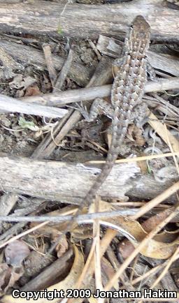 Western Side-blotched Lizard (Uta stansburiana elegans)