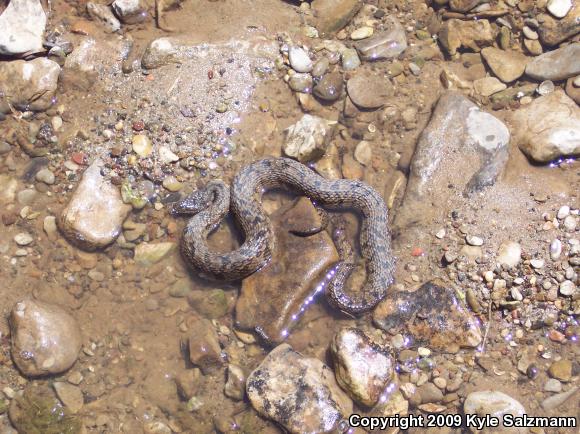 Diamond-backed Watersnake (Nerodia rhombifer rhombifer)