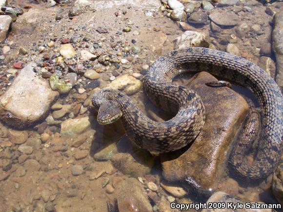 Diamond-backed Watersnake (Nerodia rhombifer rhombifer)