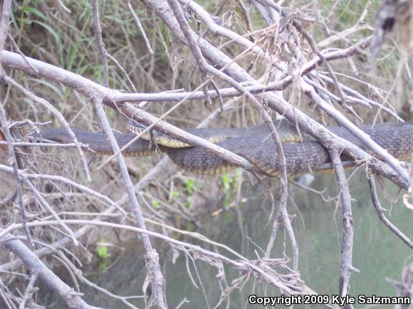 Blotched Watersnake (Nerodia erythrogaster transversa)