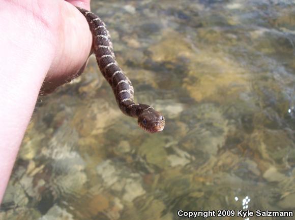 Blotched Watersnake (Nerodia erythrogaster transversa)