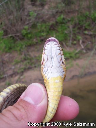 Blotched Watersnake (Nerodia erythrogaster transversa)