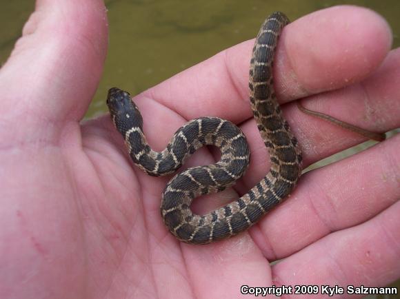 Blotched Watersnake (Nerodia erythrogaster transversa)