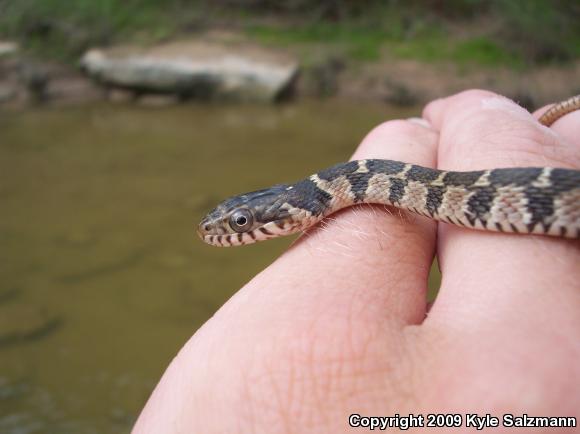 Blotched Watersnake (Nerodia erythrogaster transversa)