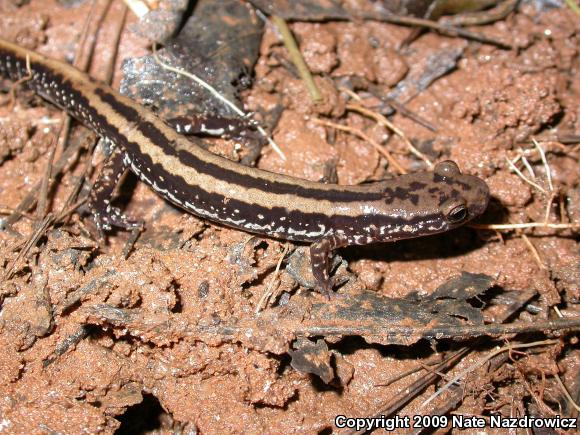 Three-lined Salamander (Eurycea guttolineata)