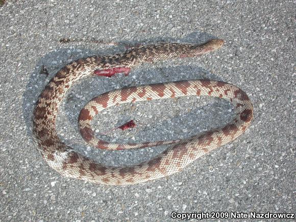 Florida Pinesnake (Pituophis melanoleucus mugitus)