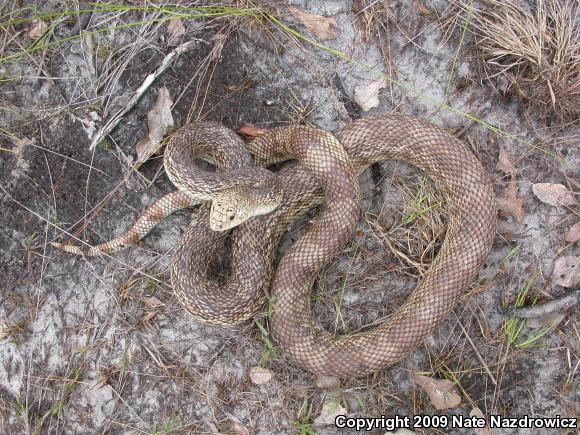 Florida Pinesnake (Pituophis melanoleucus mugitus)