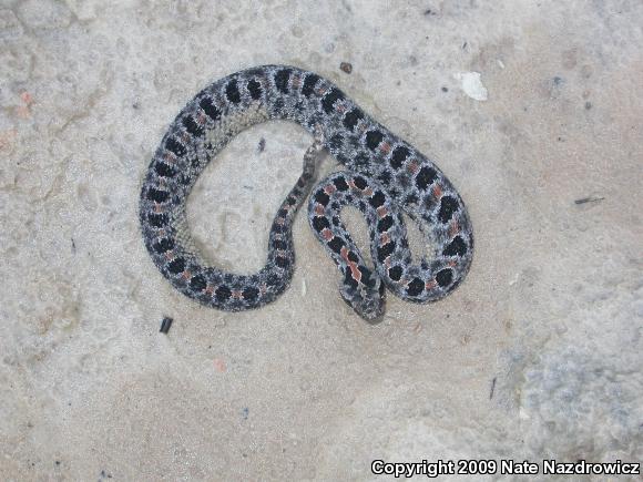 Dusky Pigmy Rattlesnake (Sistrurus miliarius barbouri)