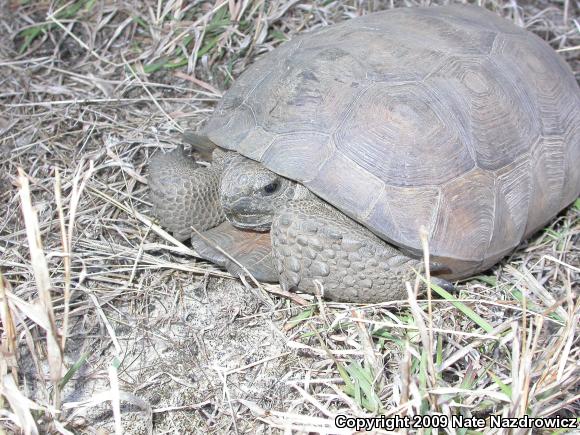 Gopher Tortoise (Gopherus polyphemus)