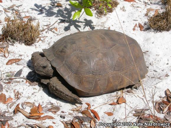 Gopher Tortoise (Gopherus polyphemus)