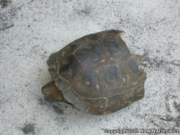 Gopher Tortoise (Gopherus polyphemus)