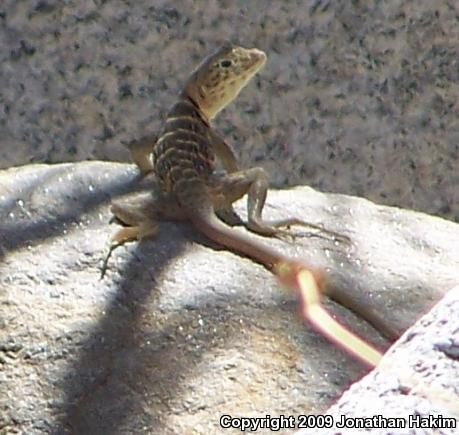 Baja California Collared Lizard (Crotaphytus vestigium)