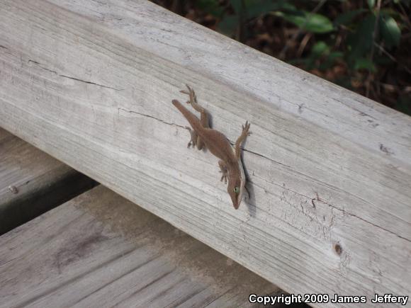 Northern Green Anole (Anolis carolinensis carolinensis)