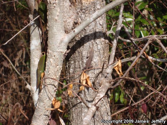 Northern Green Anole (Anolis carolinensis carolinensis)