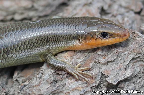 Western Redtail Skink (Plestiodon gilberti rubricaudatus)