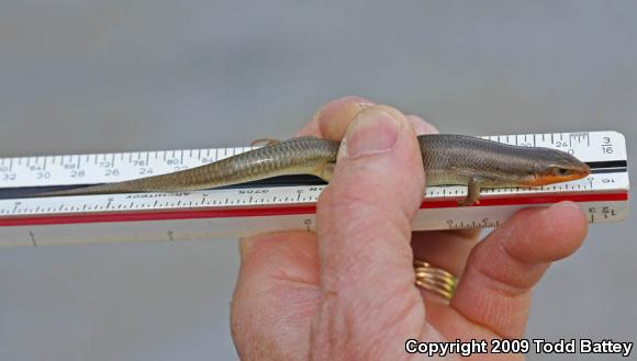 Western Redtail Skink (Plestiodon gilberti rubricaudatus)