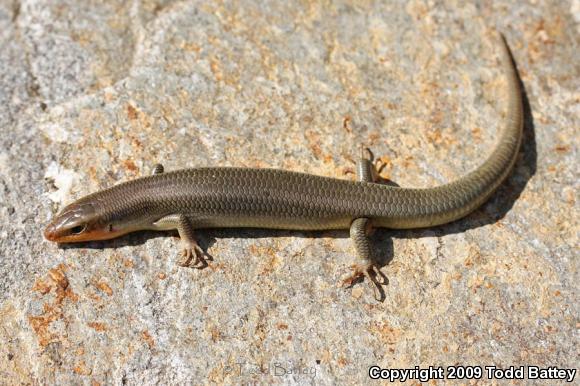 Western Redtail Skink (Plestiodon gilberti rubricaudatus)