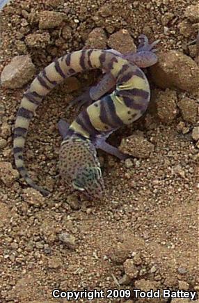 Desert Banded Gecko (Coleonyx variegatus variegatus)