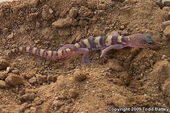 Desert Banded Gecko (Coleonyx variegatus variegatus)