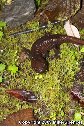 Northwestern Salamander (Ambystoma gracile)