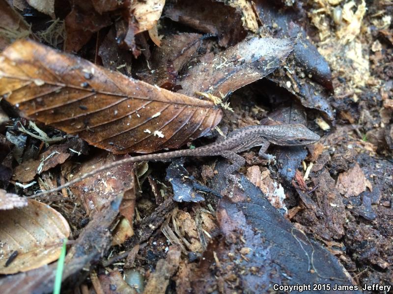 Northern Green Anole (Anolis carolinensis carolinensis)