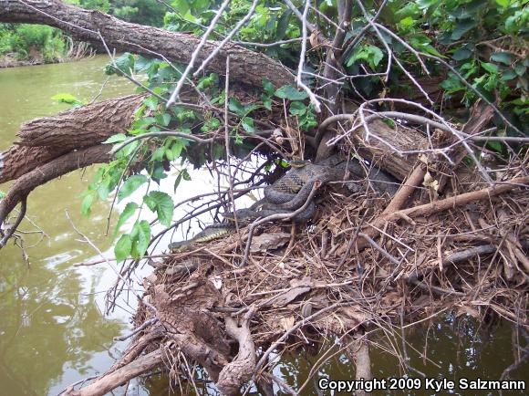 Diamond-backed Watersnake (Nerodia rhombifer rhombifer)