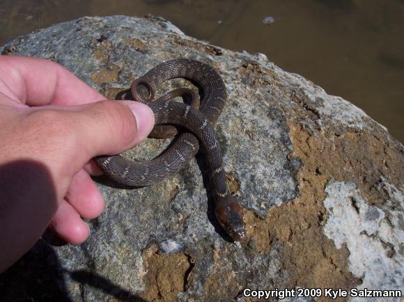 Blotched Watersnake (Nerodia erythrogaster transversa)