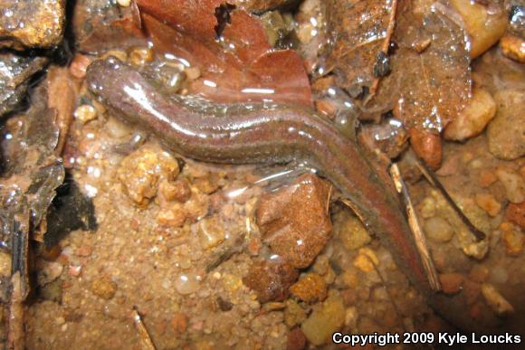 Northern Dusky Salamander (Desmognathus fuscus)