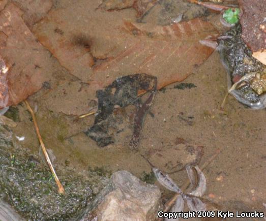 Northern Dusky Salamander (Desmognathus fuscus)