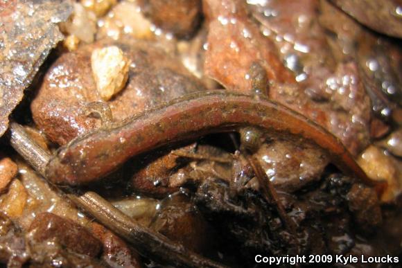 Northern Dusky Salamander (Desmognathus fuscus)