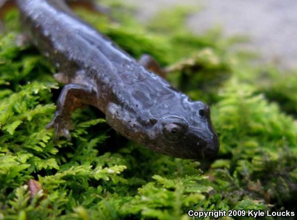 Northern Dusky Salamander (Desmognathus fuscus)