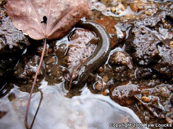 Northern Dusky Salamander (Desmognathus fuscus)