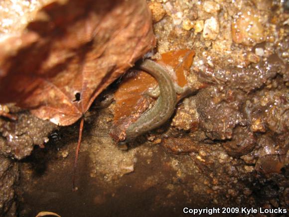 Northern Dusky Salamander (Desmognathus fuscus)