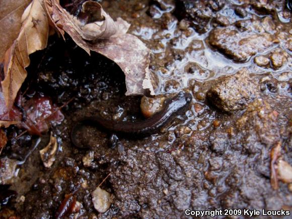 Northern Dusky Salamander (Desmognathus fuscus)