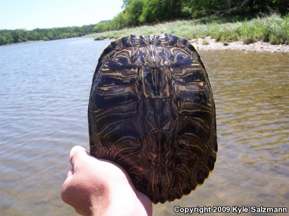 Red-eared Slider (Trachemys scripta elegans)