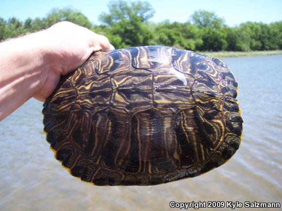 Red-eared Slider (Trachemys scripta elegans)