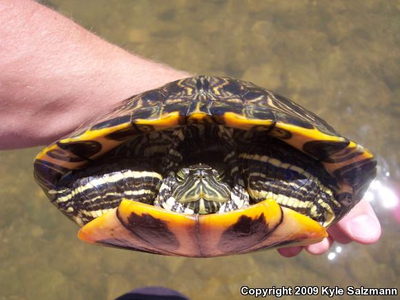 Red-eared Slider (Trachemys scripta elegans)