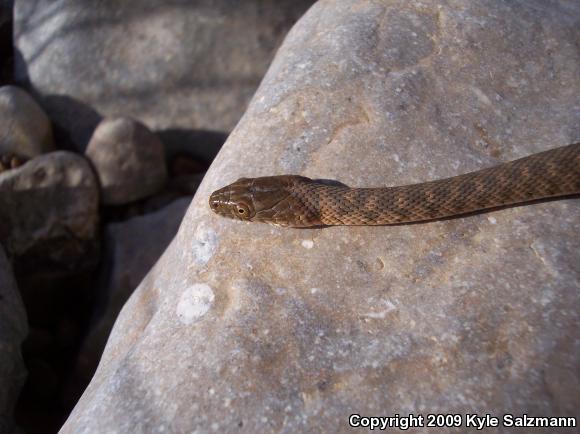 Brazos Watersnake (Nerodia harteri)