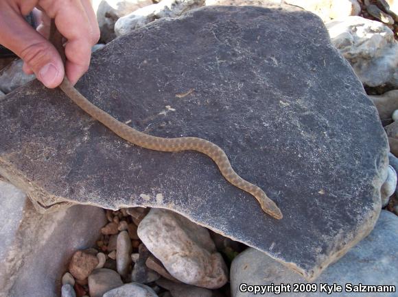 Brazos Watersnake (Nerodia harteri)