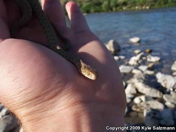 Brazos Watersnake (Nerodia harteri)