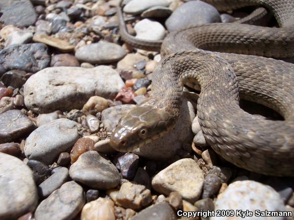 Brazos Watersnake (Nerodia harteri)