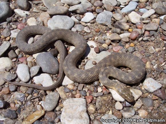 Brazos Watersnake (Nerodia harteri)