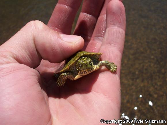 River Cooter (Pseudemys concinna)