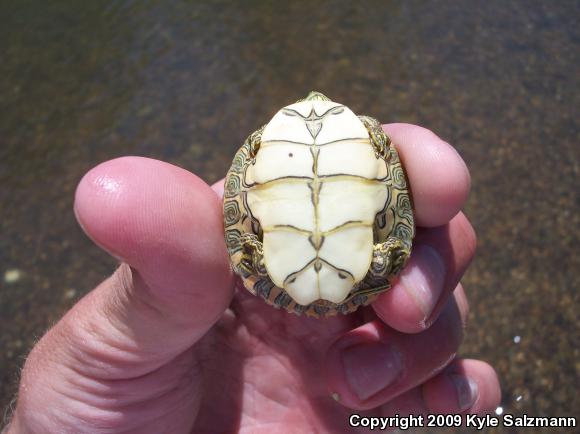 River Cooter (Pseudemys concinna)