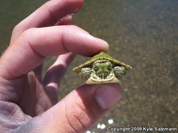 River Cooter (Pseudemys concinna)